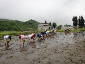 17_rice