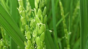 お米の花