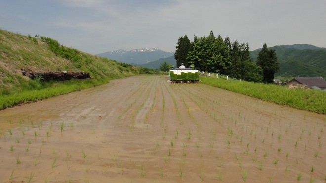 田植え