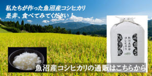 美味しい魚沼産コシヒカリはこちらから